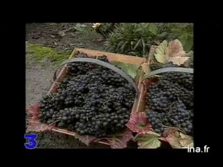 Images en France : vendanges à Montmartre