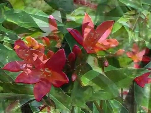 LES ANTILLES LA MERVEILLEUSE MARTINIQUE