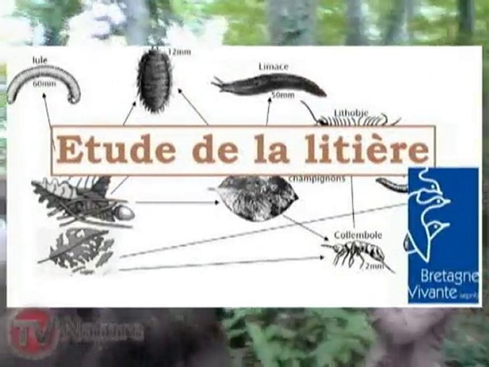 TV NATURE - épisode 6 : la litière