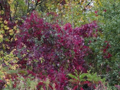 FAHRETTİN ABATAY HİCAZ EZAN SADETTİN KAYNAĞIN TALEBESİ