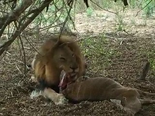 SAFARI EN AFRIQUE DU SUD  LE FESTIN DES LIONS