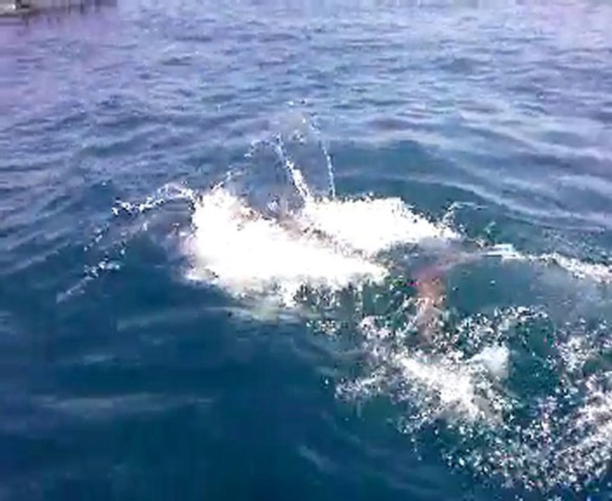 Orkinos (Thunnus thynnus)