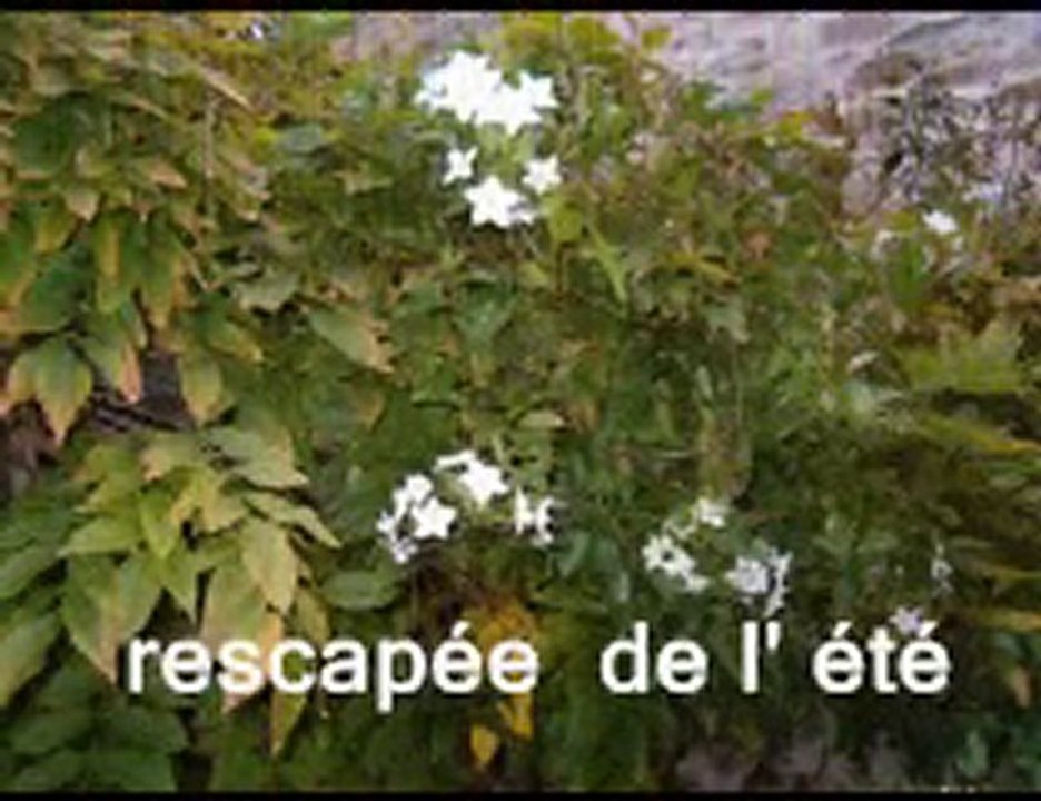 sur le petit chemin du moulin
