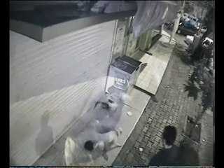 İzmir Bornova Kedi Canilik