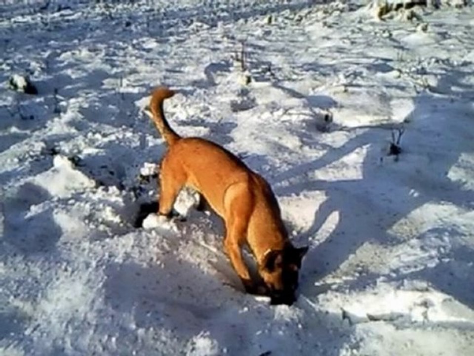 Fidji et la neige à Agy