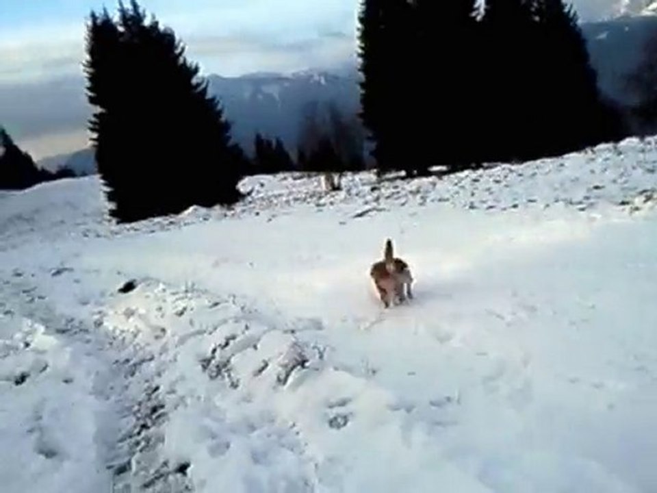 La neige
