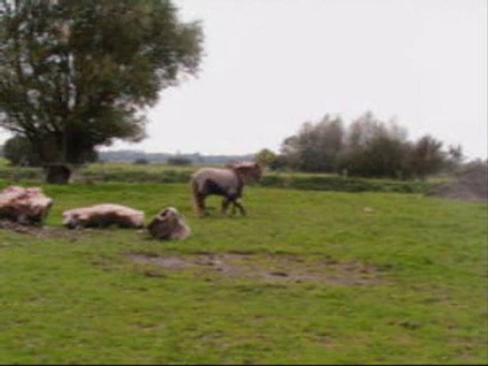 Mardi 17 octobre 2010, Caline de retour à la maison!!