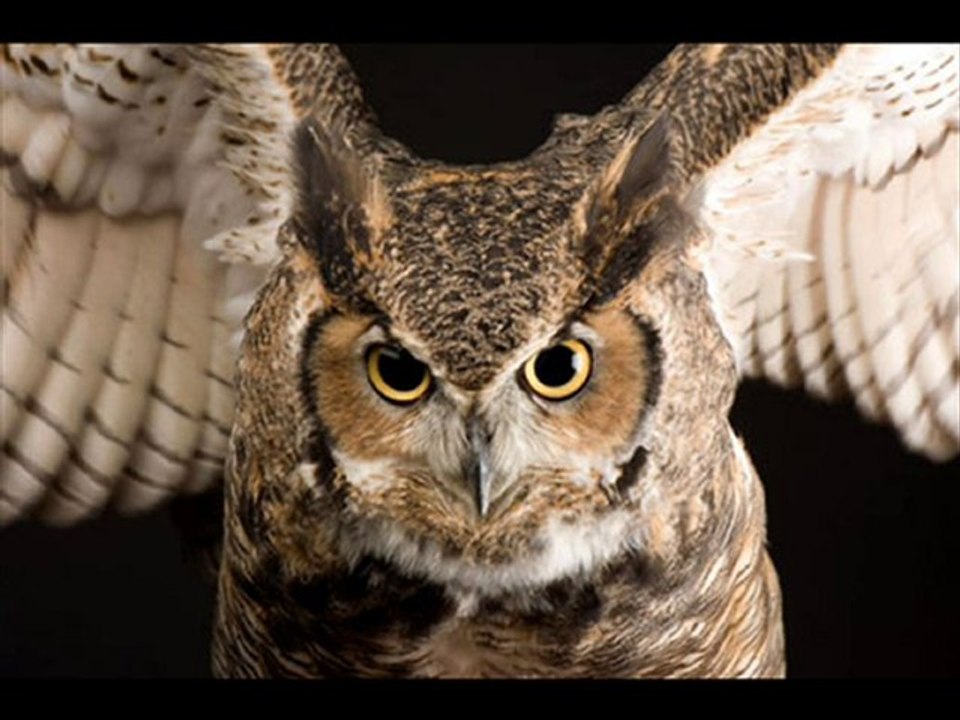 Watch Vampire Diaries Season 2 Episode 8 Part - 2