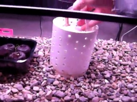 DIY Aquaponics system, grow organic food faster