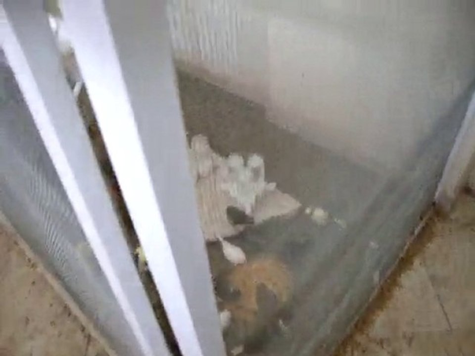 NECATİ AYDIN GLOSTER-1-2010