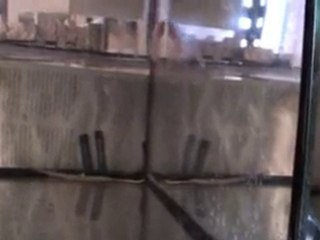 Betta splendens orange X bleu acier 27 10 2010