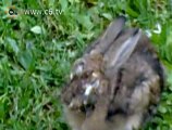 Allarme mixomatosi: pericolo per i conigli di Garbagnate