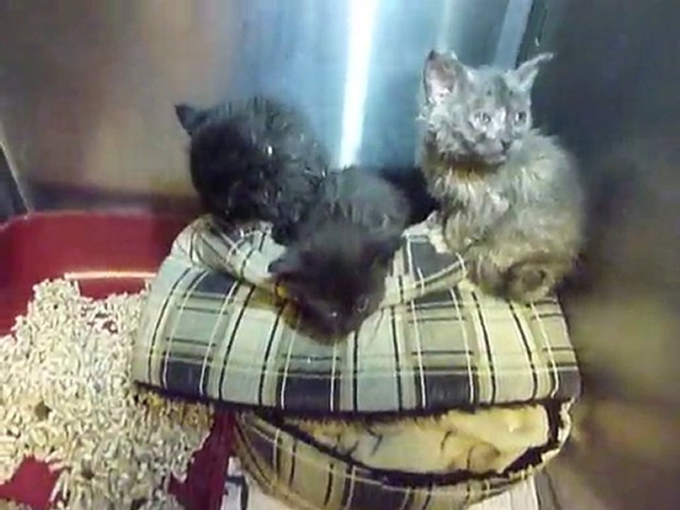 Chatons en soins