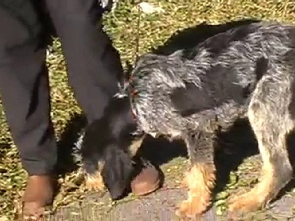 febus et farandole 27 10 2010