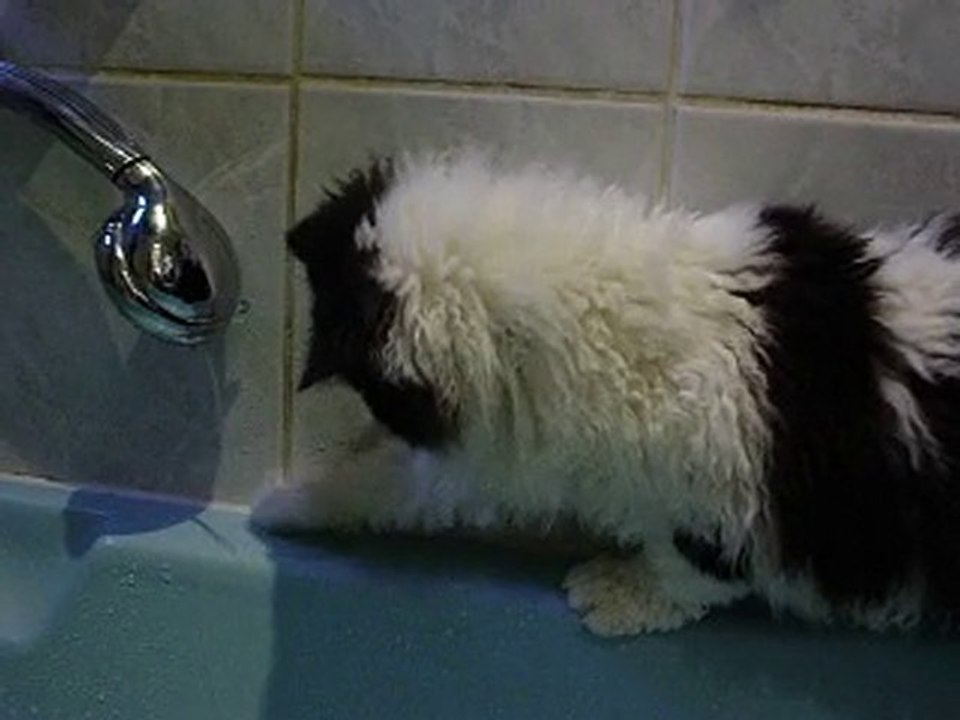 Jeu d'eau à la chatterie Kissa