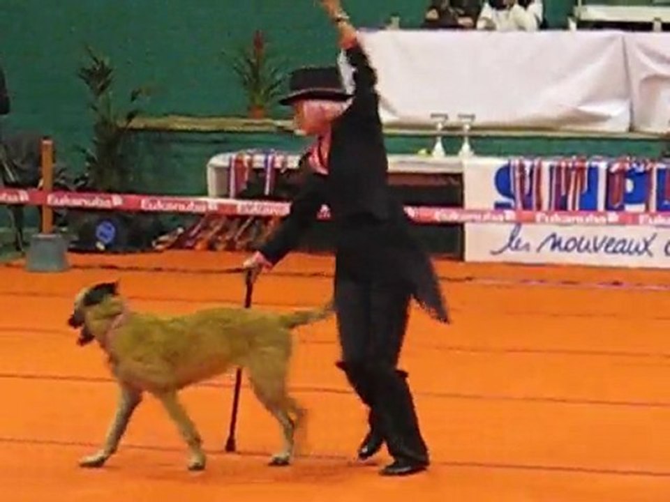 Doggy Dance Arlette et Ginger GPF 2010