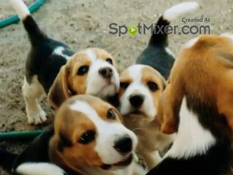 ENGLISH BULLDOGS FOR SALE MIAMI FL AT PUPPIES TO GO