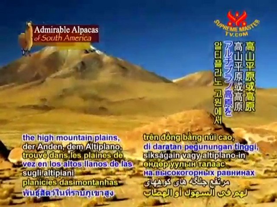 Admirable Alpacas of South America (In Spanish)