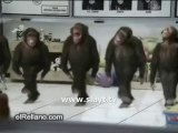 karadenizli laz şempanzeler - folk dance chimpanzee