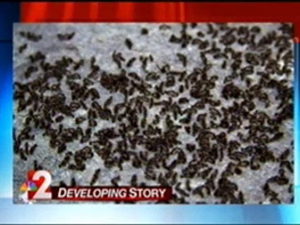 Ants Attack Man's Penis in Hospital's ICU