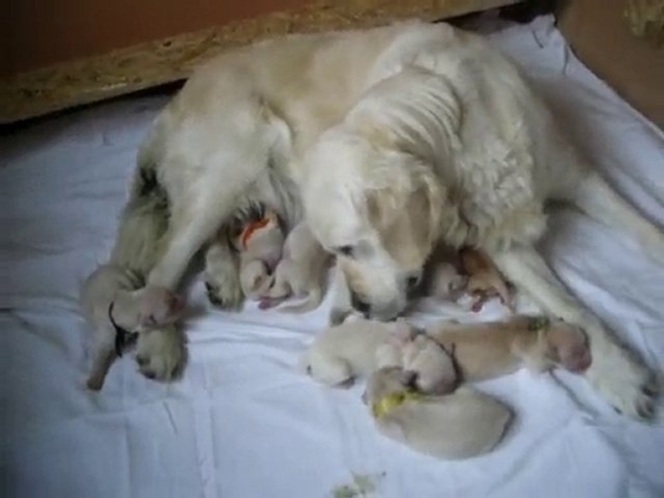 Les chiot de Comète et Djack ont 3 jours