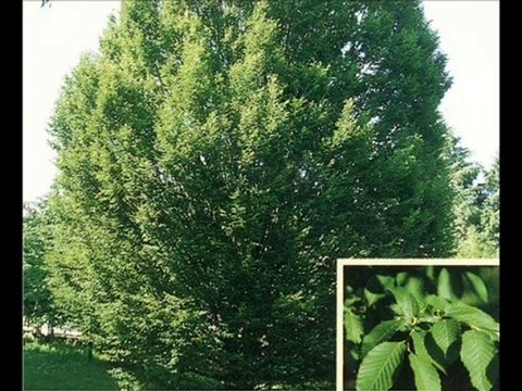 TURKIYE - Mihrican Bahar - Resadiye - Tokat - TURKIYE