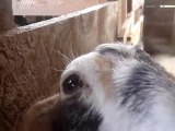 Allegany County Fair: goat head. Angelica