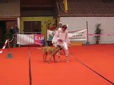 Doggy Dance Arlette/Ginger+Mégane/Zinga  GPF 2010