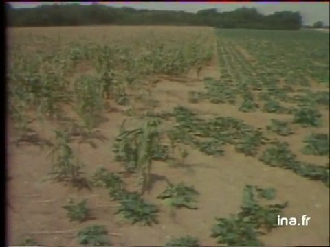 JA2 20H : EMISSION DU 29 JUILLET 1976