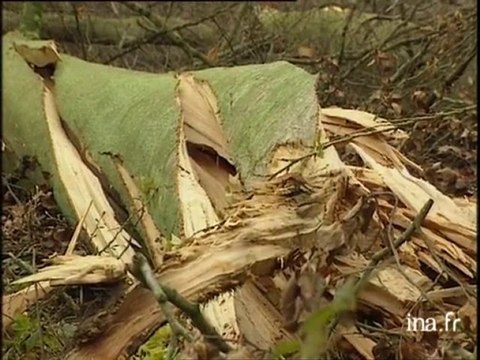 Les dégâts dans les forêts suite à la tempête