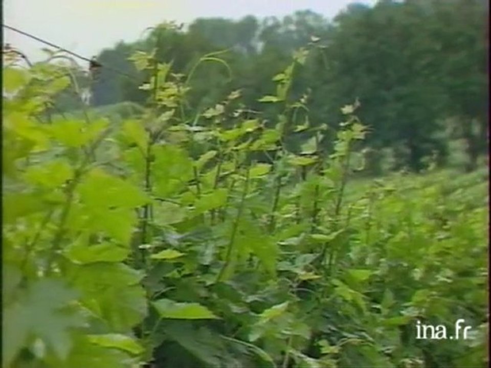 Volet vins l'Entre deux mers