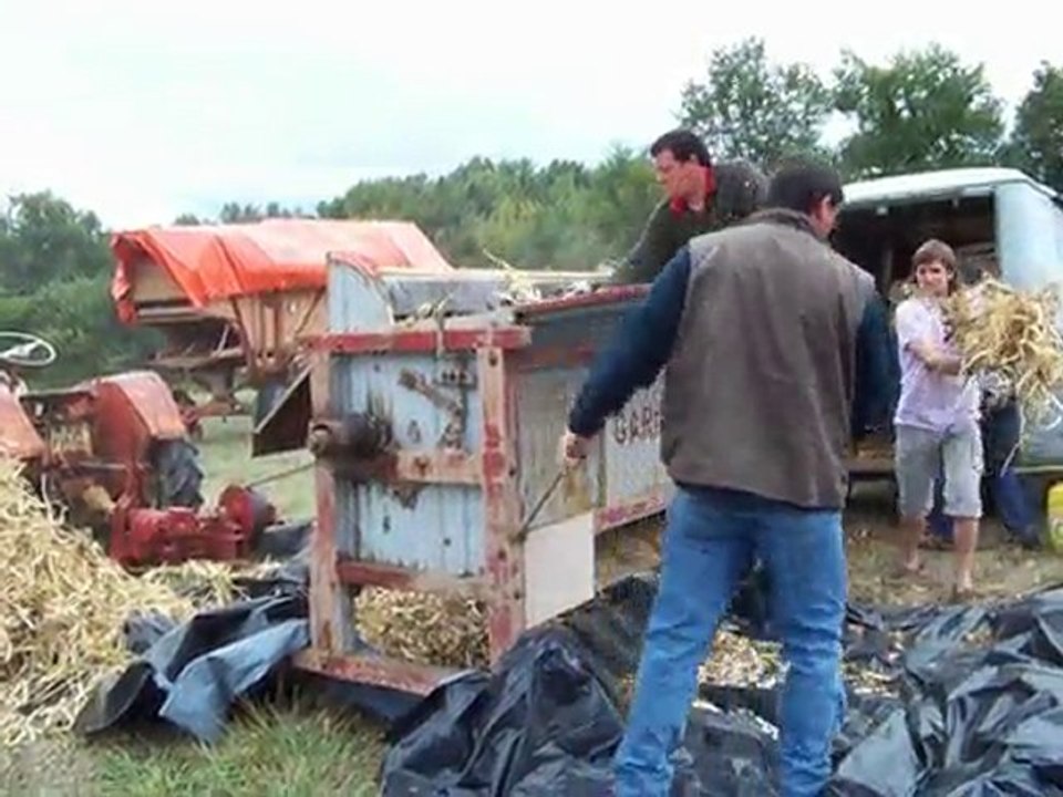 battage mojettes/haricots blancs