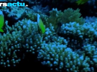 Cousteau : "la Calypso est en train de pourrir en Bretagne"