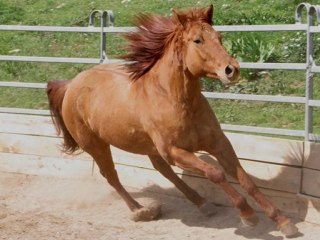 dundee cheval de feu hommage