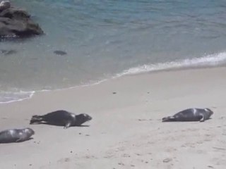 La Jolla Cove Seals in La Jolla, CA