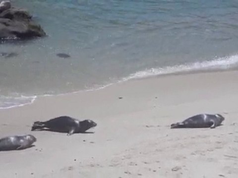 La Jolla Cove Seals in La Jolla, CA