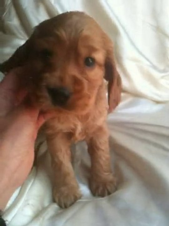 FAUSTINE Cocker Anglais