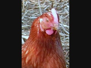 Bello: Keine weiteren Details verfügbar