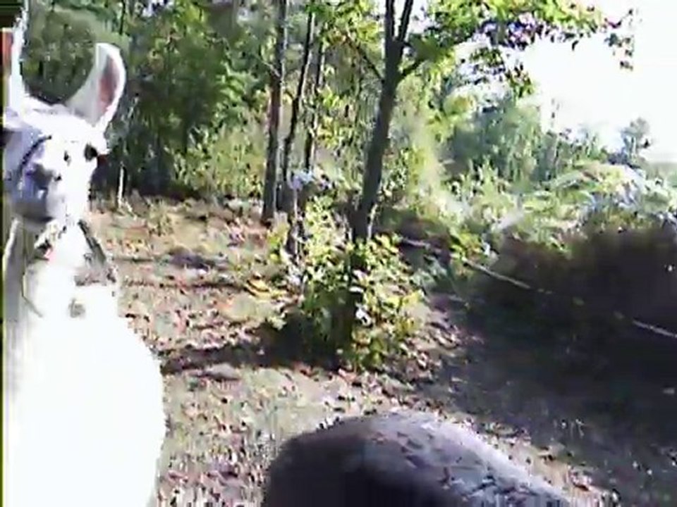 les animaux