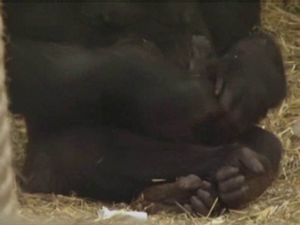 Baby gorilla at London Zoo