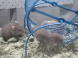 Mother Frankie & her baby dwarf hamsters #3