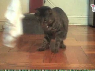 Ultra Fur Halloween - Ultra Fur