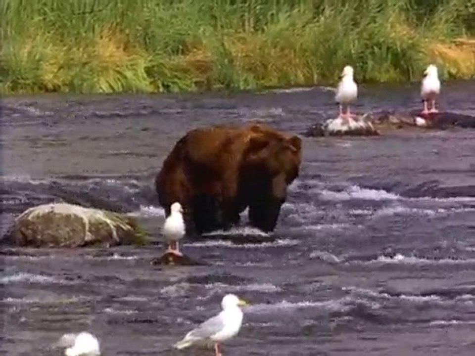 Bear