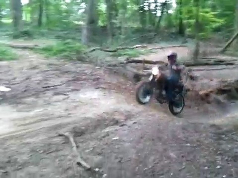 DT dans les bois