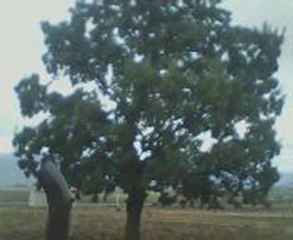 tümosan telaşlı 2