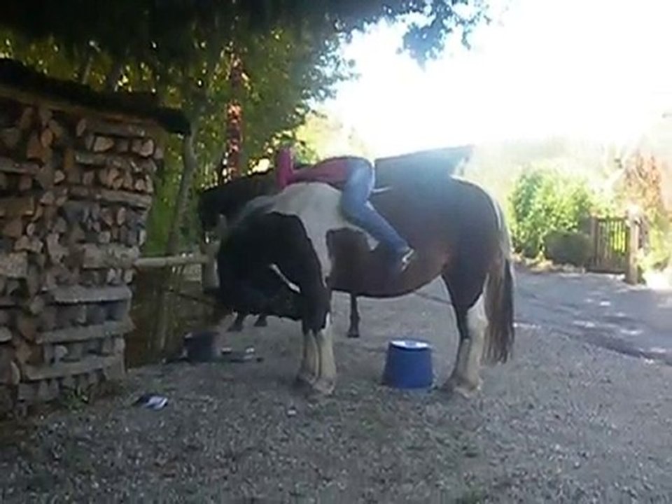Salut de La Raine monté