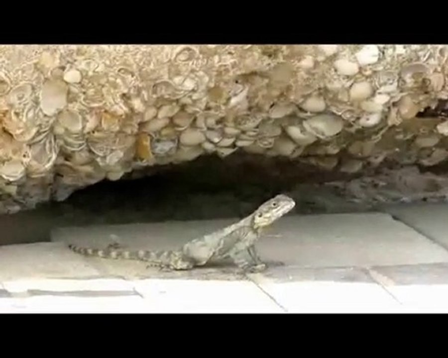 Lizards