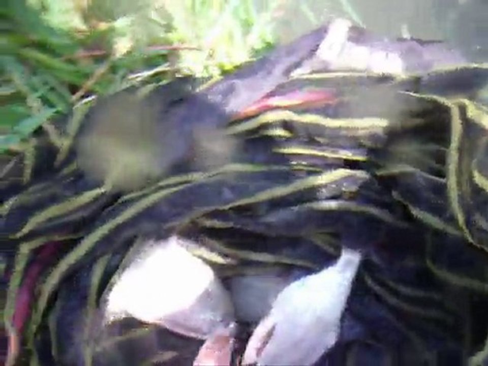 Festival du dessin de presse à Berck-Sur-Mer, j' y serais !!