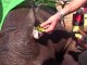 Couper les cornes des rhinocéros contre le braconnage