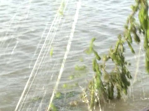 Les pêcheurs veulent croire à la survie du Lac Tchad